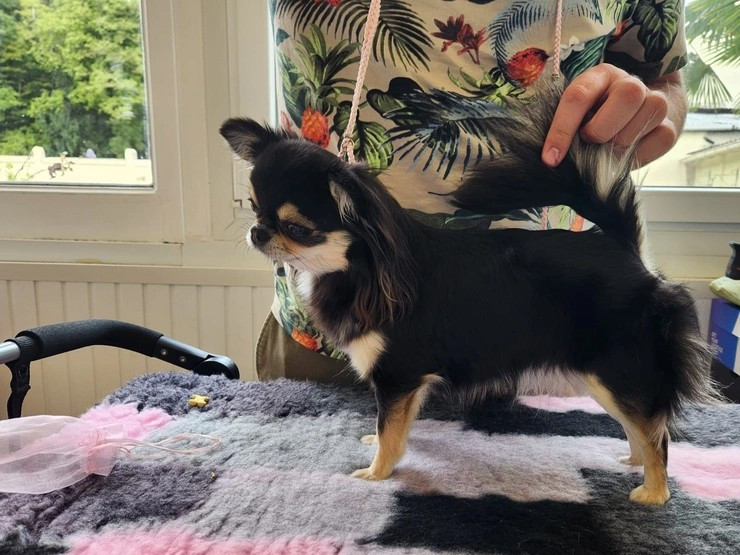 CH. elin land To valarous kira