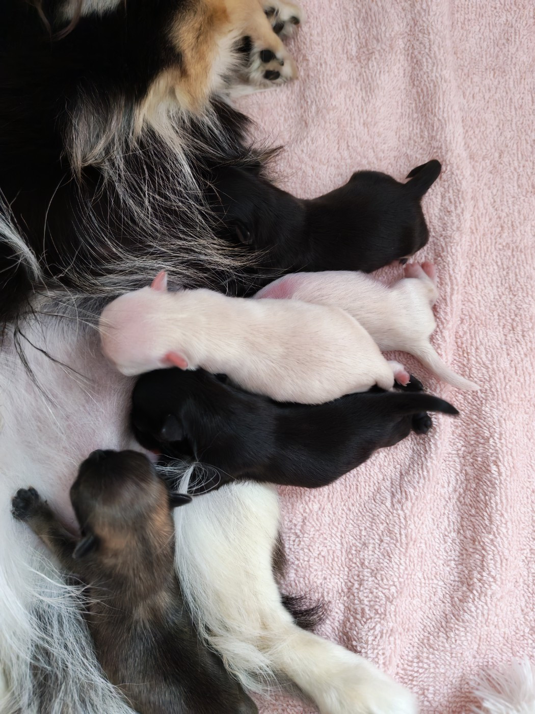 Des minis chichis !