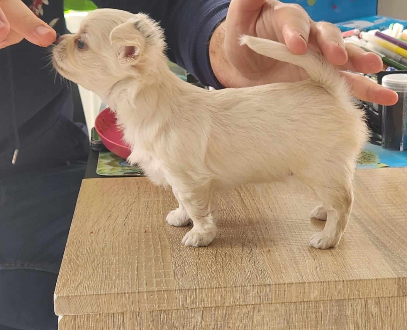 Des Petits Saints Du Noble Lewis - Chiots disponibles - Chihuahua