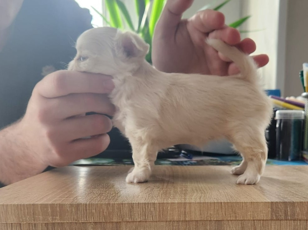 Des Petits Saints Du Noble Lewis - Chiots disponibles - Chihuahua