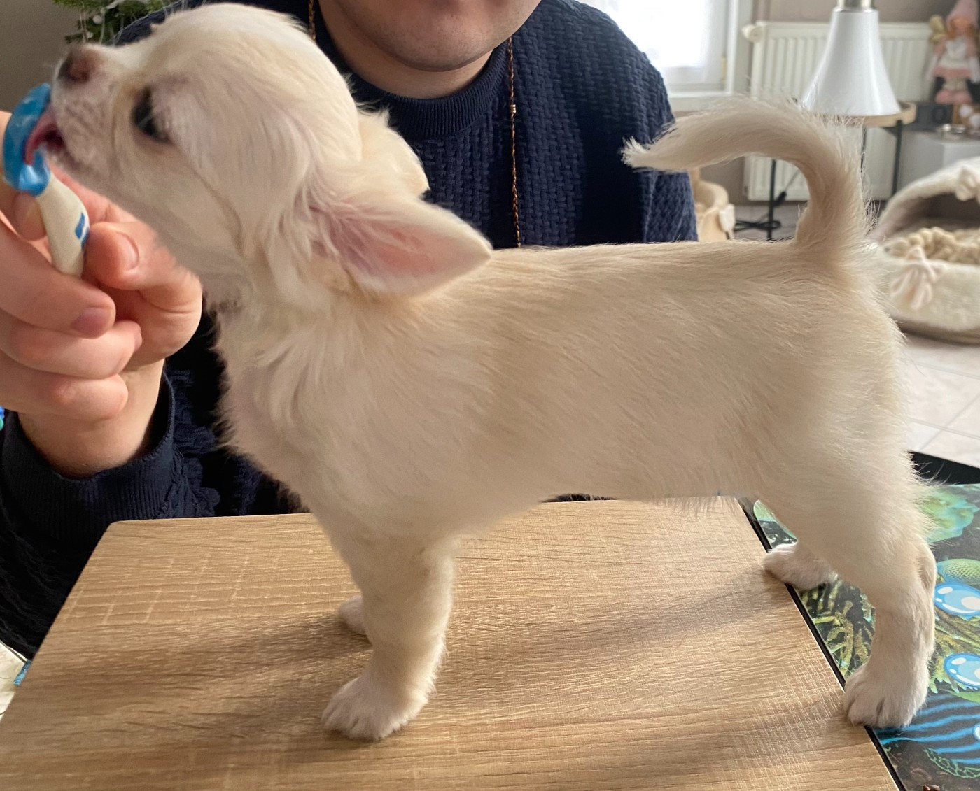 Des Petits Saints Du Noble Lewis - Chiots disponibles - Chihuahua