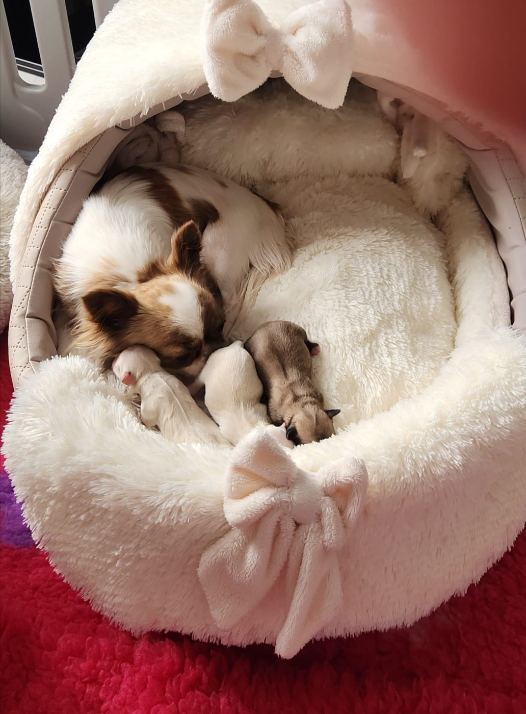 Chiot Chihuahua Des Petits Saints Du Noble Lewis