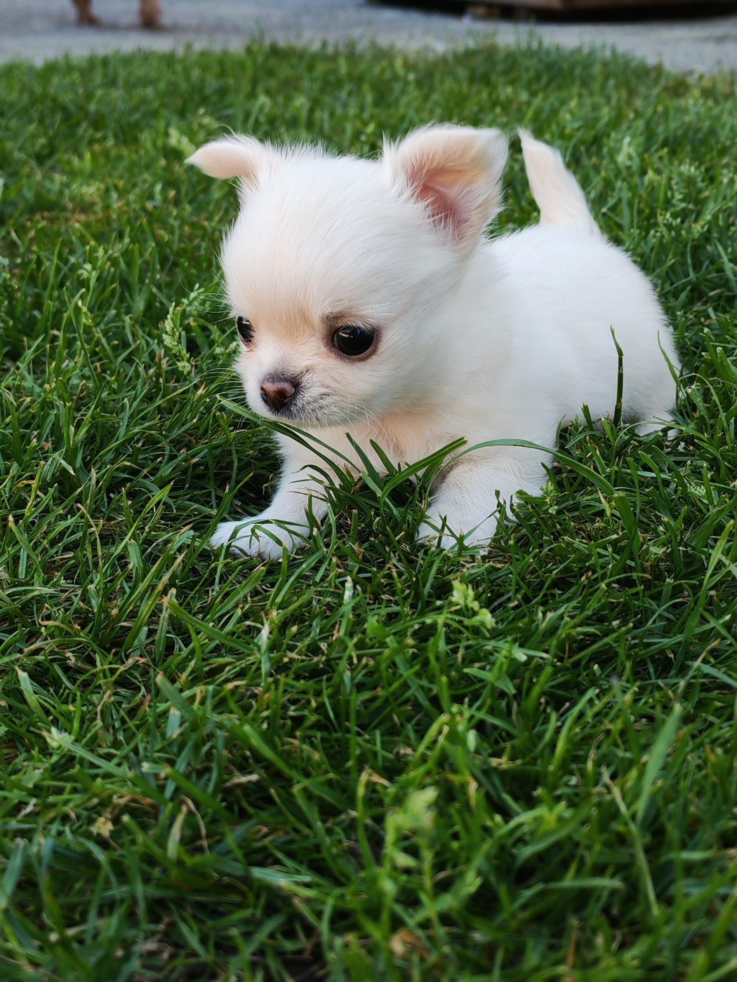 Des Petits Saints Du Noble Lewis - Chiots disponibles - Chihuahua