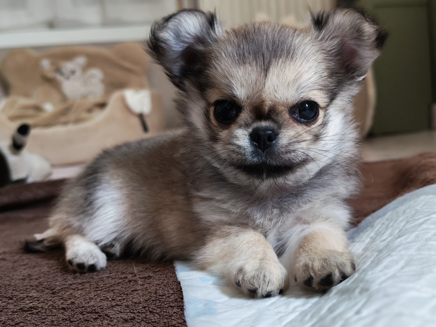 Des Petits Saints Du Noble Lewis - Chiots disponibles - Chihuahua